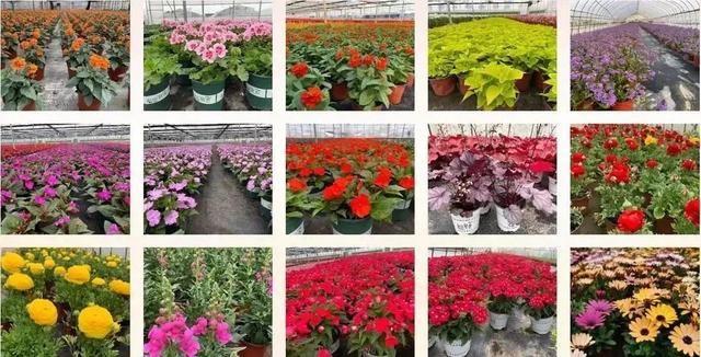 2022年國家農民合作社示范社名單揭曉，青浦蔬菜種植合作社成功入選